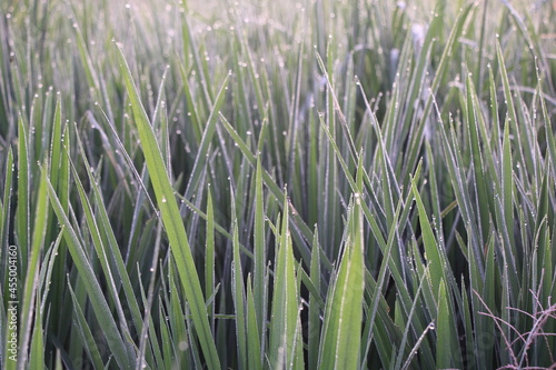closeup, Green rice plant with a little dew in the fresh air decorates the plant photo