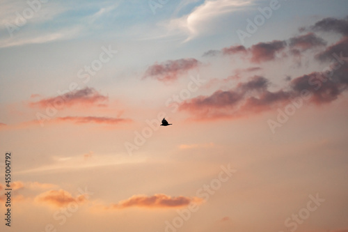 silhouette of a bird flying in the sunset