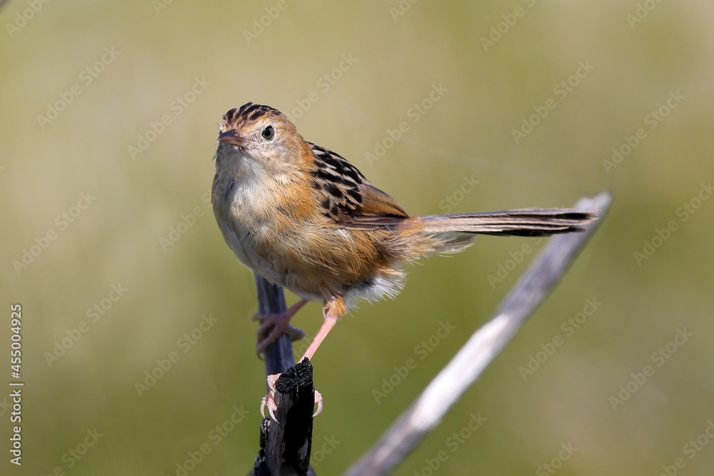 Fototapeta premium Australian Little Grass Bird perched on stick