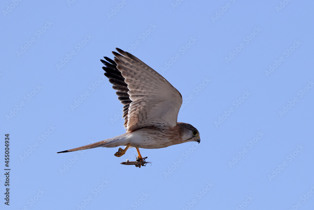Obraz premium Australian Nankeen Kestrel with grasshopper catch