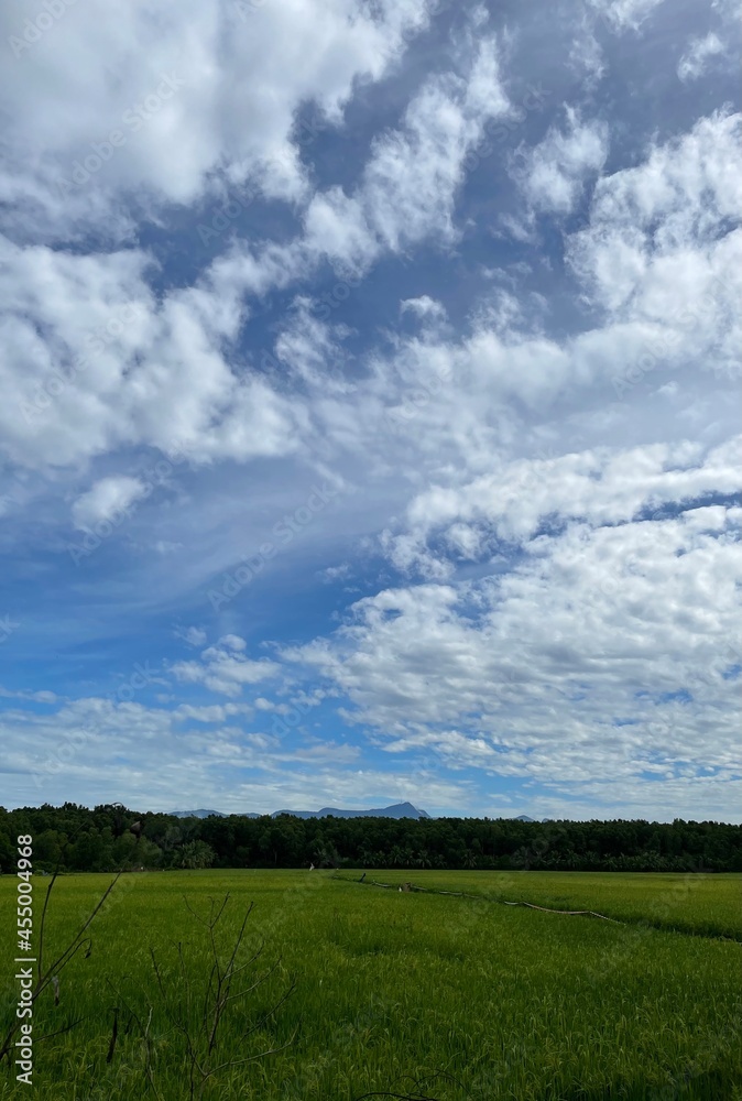 Obraz premium Paddy field and blue sky