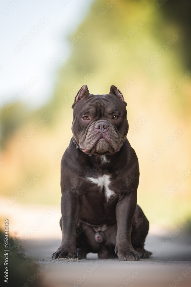 A young chocolate American Bully sitting on a sandy path among the green grass and looking directly into the camera against the backdrop of a bright summer landscape