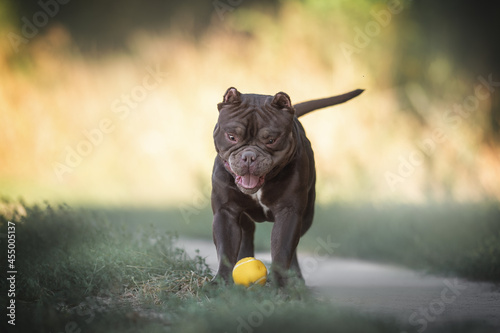 Funny young american bully playing with a yellow ball among the green grass against the backdrop of a bright summer landscape. Crazy dog photo