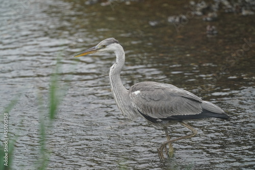 grey heron in the water