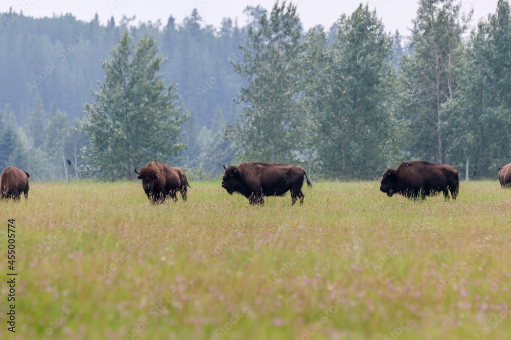 Buffalo grazing in the fields outside of Rocky Mountain House