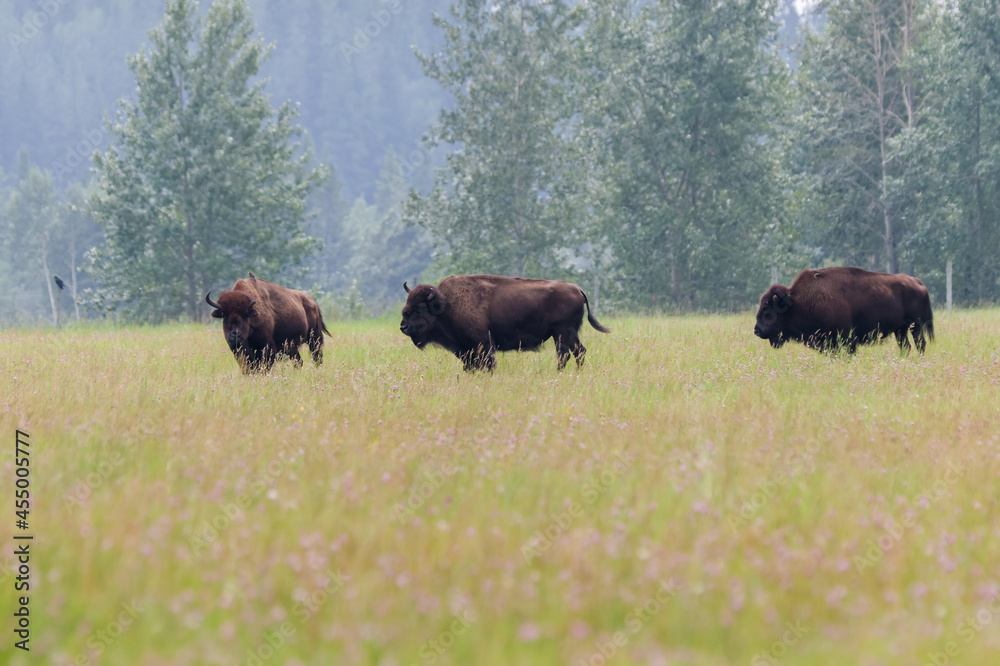 Buffalo grazing in the fields outside of Rocky Mountain House