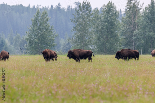 Buffalo grazing in the fields outside of Rocky Mountain House