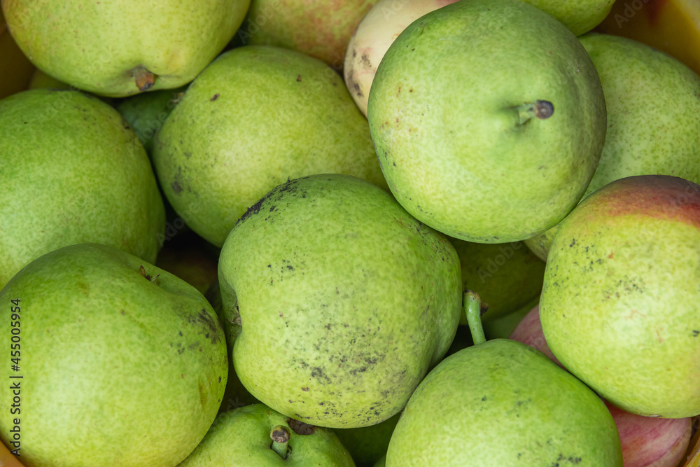 Green pears collected from the ground in the garden. Green pears collected from the ground in the garden.