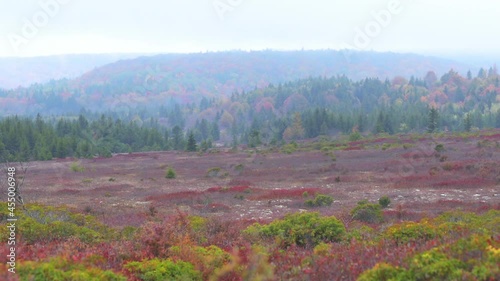 Bear rocks trail scenery in autumn fall season with rainy landscape in Dolly Sods, West Virginia with pine green trees and red wild colorful huckleberry foliage bushes photo