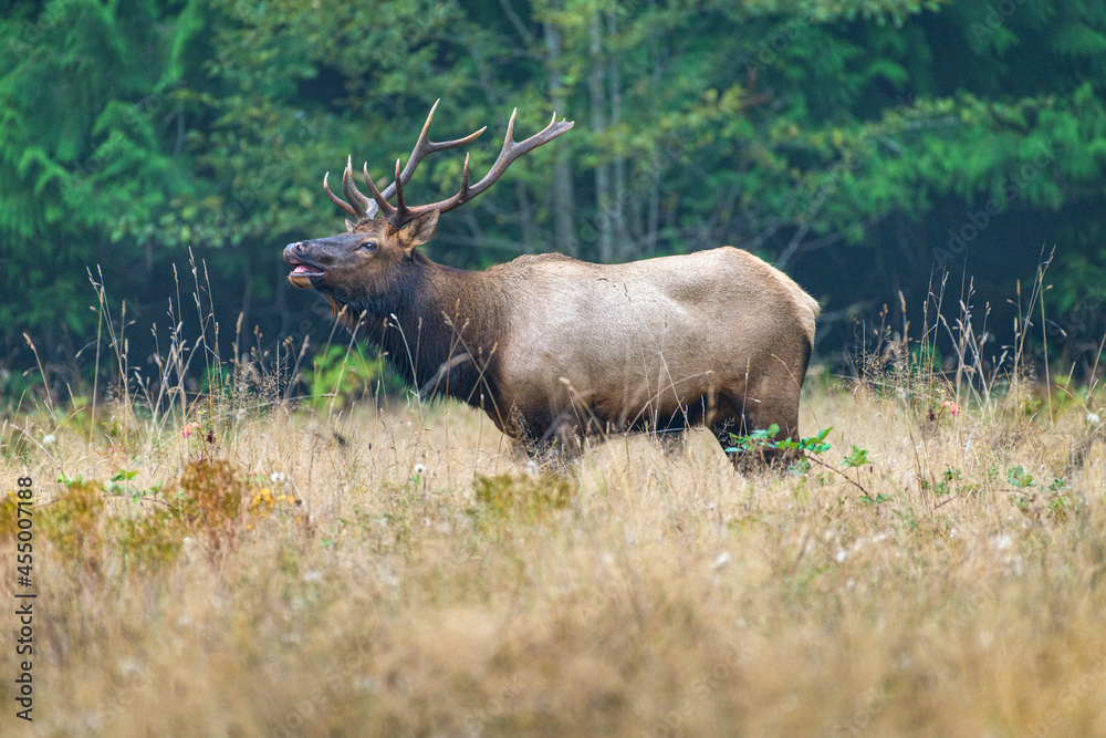 Washington Brinnon Elk Bugling-1468 Washington Brinnon Elk Bugling-1468