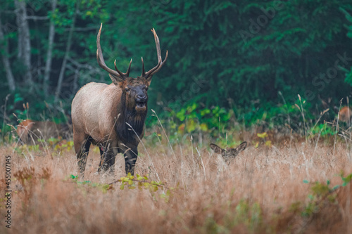 Washington Brinnon Elk Bugling-1467