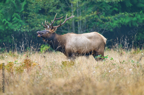Washington Brinnon Elk Bugling-1468