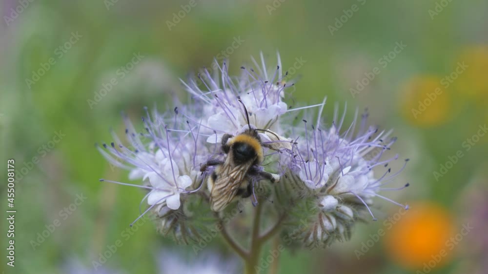 A close up view of a bumblebee on a flower. A close up view of a bumblebee on a flower.