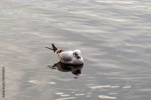 seagull on the water