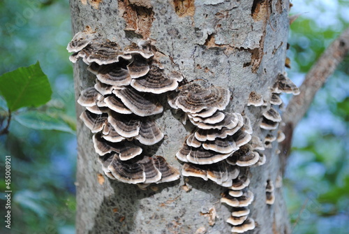 Canvastavla Turkey tail mushroom (Trametes versicolor, Coriolus versicolor, Polyporus versic