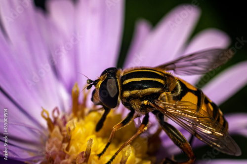 Helophilus trivittatus photo