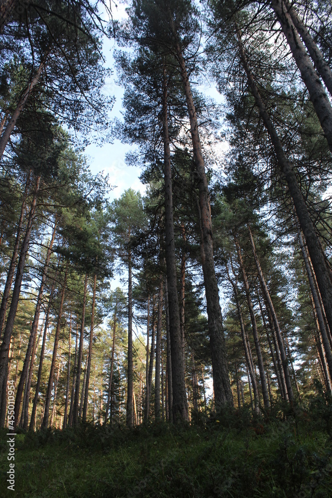 Naklejka premium pine trees and silence