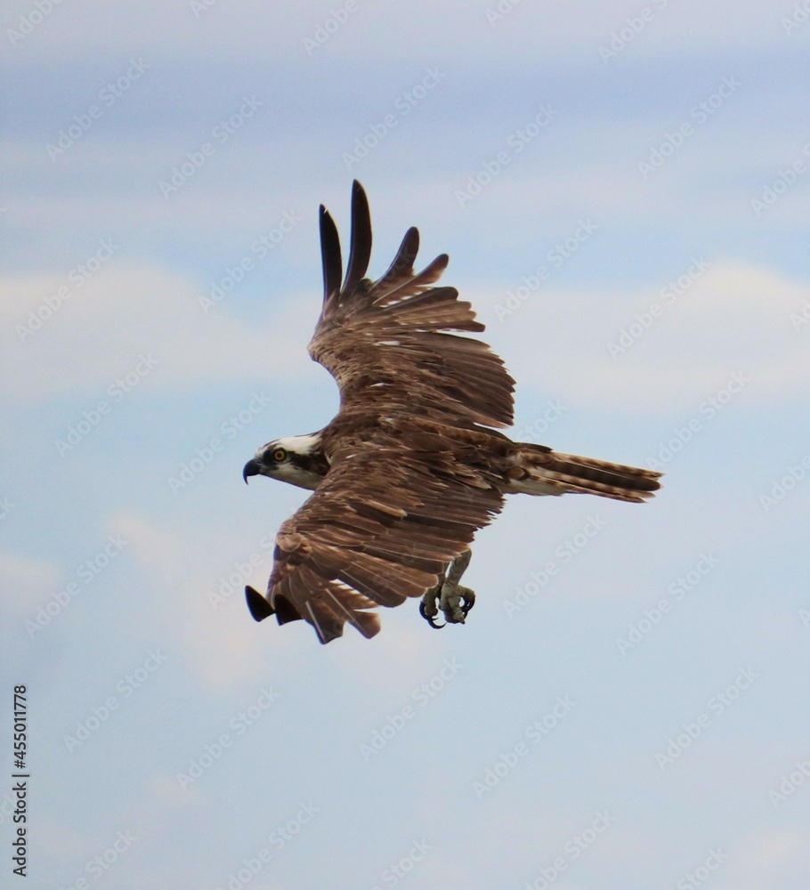 Regal osprey in flight talons visible