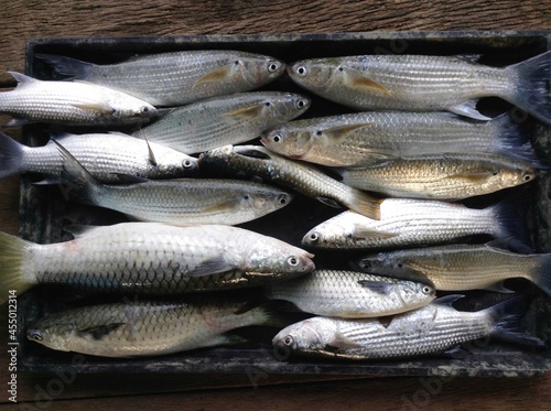 Sea mullet fish prepared in plate.