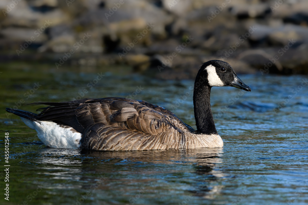 Canada Goose swimming in green blue water in summer, closeup portrait