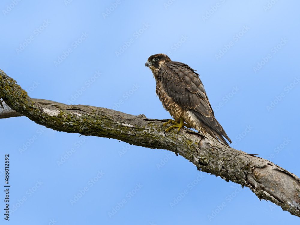 Peregrine Falcon sitting on tree branch against blue sky, portrait Peregrine Falcon sitting on tree branch against blue sky, portrait