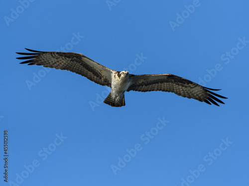 Osprey flying on blue sky