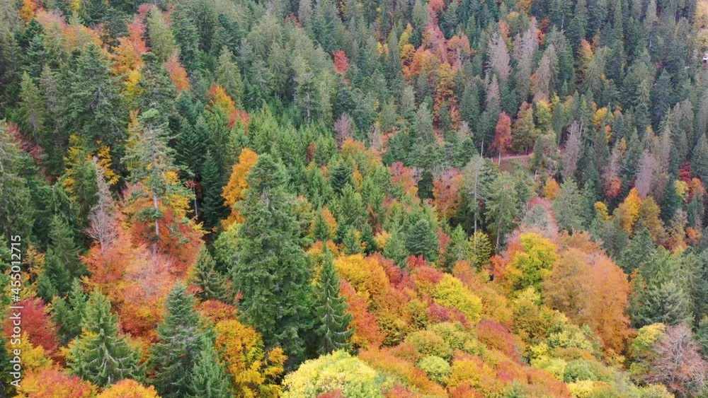 Cinematic shot , aerial view of Autumn trees, drone flying over the forest in fall. Black Forest in Germany. orange,yellow,green. Cinematic shot , aerial view of Autumn trees, drone flying over the forest in fall. Black Forest in Germany. orange,yellow,green.
