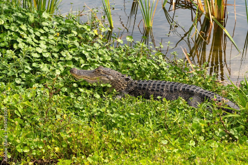 Obraz premium Large wild American Alligator hiding in grass at Viera wetland in Viera Florida.
