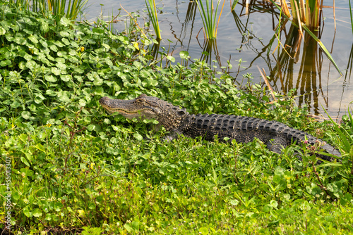 Large wild American Alligator hiding in grass at Viera wetland in Viera Florida.