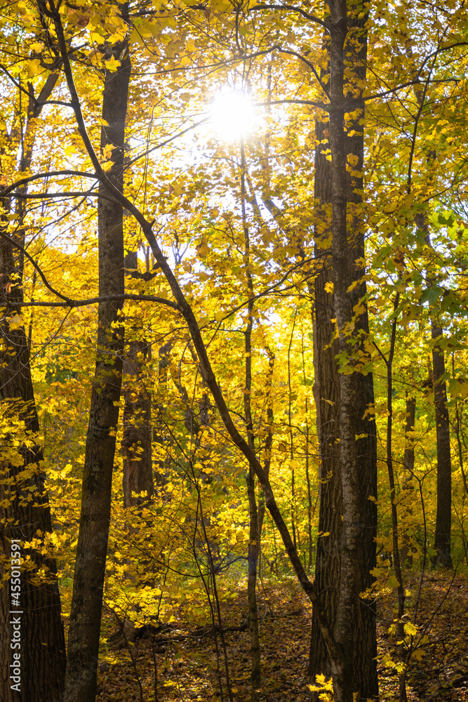Autumn forest