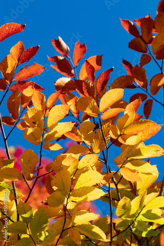 Red and yellow autumn leaves against blue sky