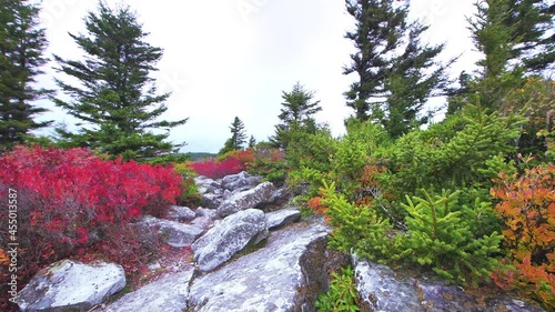 Many colorful red blueberry and huckleberry bushes in autumn fall by Bear Rocks with pine fir trees at Dolly Sods Monongahela National forest wilderness area of West Virginia photo
