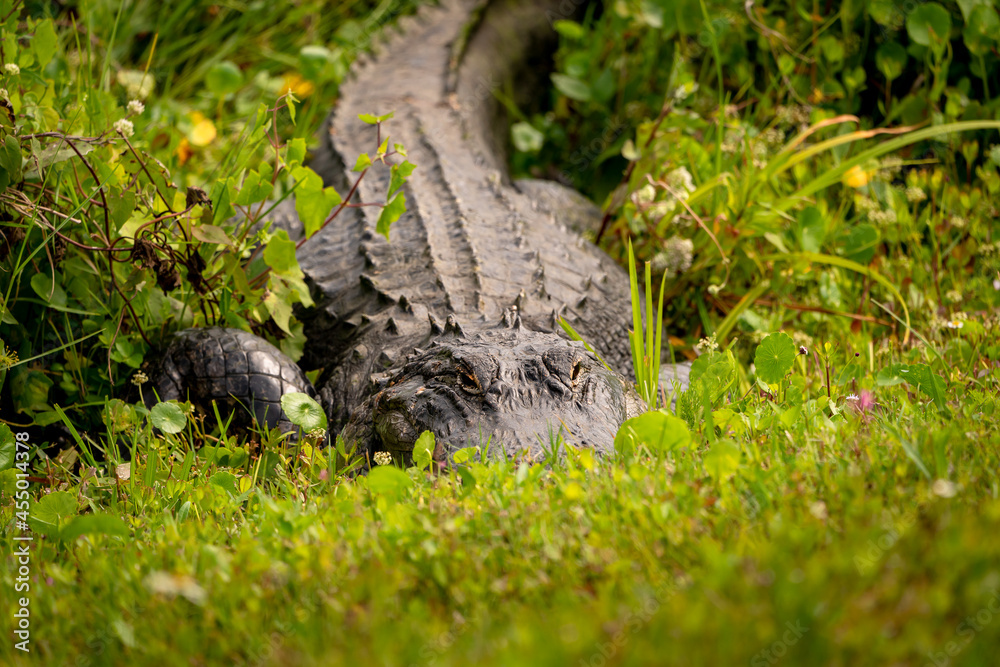 Obraz premium Wild American Alligator basking in grass at Viera wetlands wildlife sanctuary in Viera Florida.
