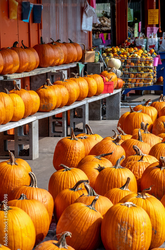 Piles of pumpkins are on display at a Michigan farm market for Halloween and thanksgiving decorating 