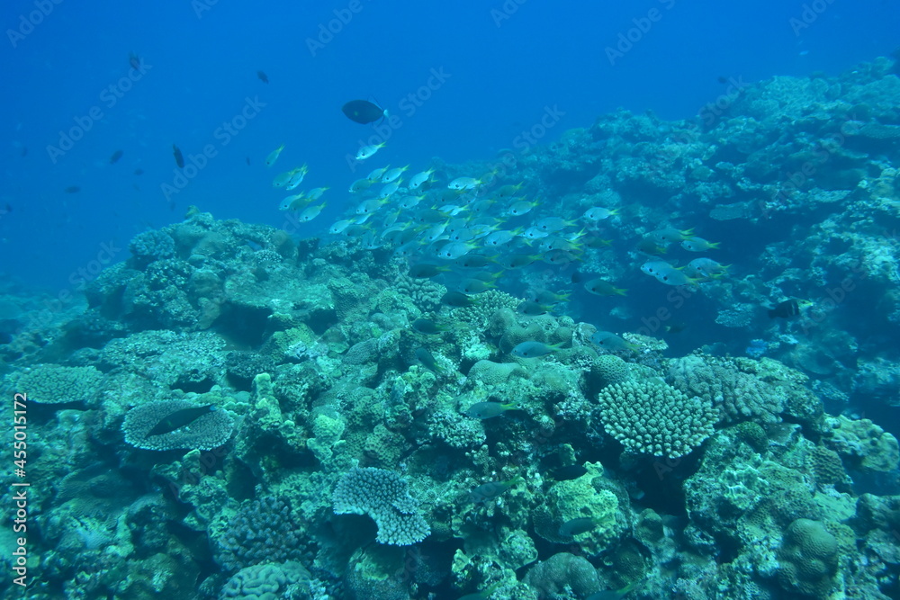 奄美大島 珊瑚礁と魚影
2108 7993 奄美大島 珊瑚礁と魚影
2108 7993