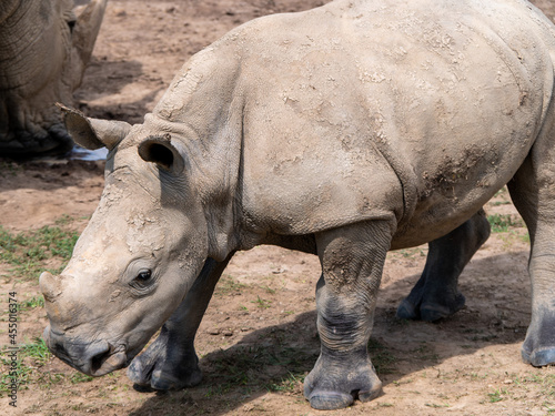 Portrait of a Baby White Rhino