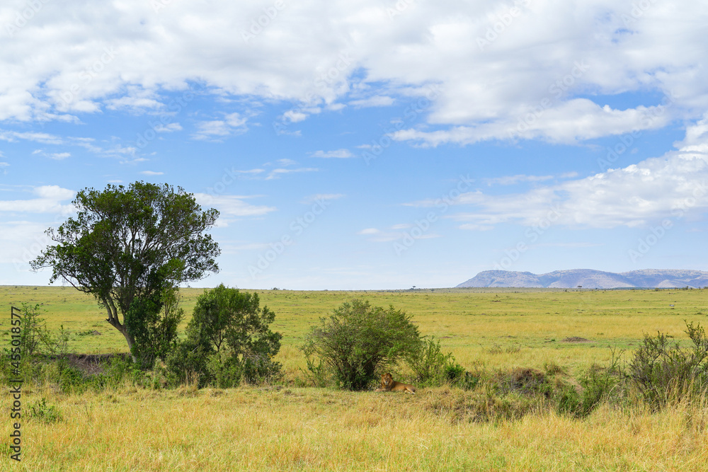 A male lion resting in the shade of a magnificent savanna with a blue sky (Masai Mara National Reserve, Kenya)