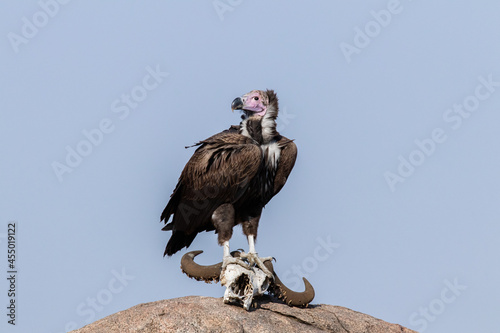 Portrait of lapped-faced Vulture perched on water buffalo skuil with blue sky background.