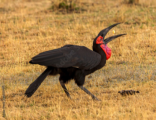 Portrait of Southern Ground Hornbill downing a turtle egg in the Serengeti savanna near the Mara Rive in Tanzania, Africa
