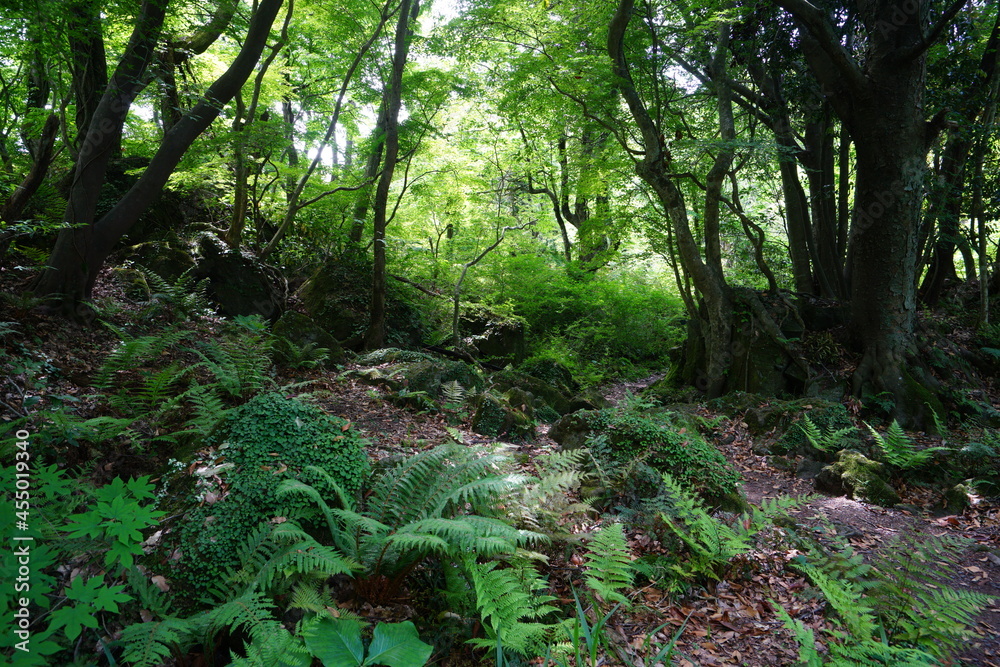 a refreshing spring forest in the sunlight a refreshing spring forest in the sunlight