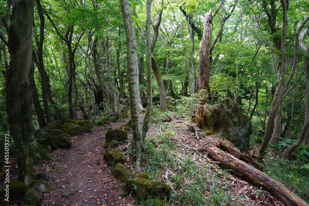 a fascinating spring forest with a pathway a fascinating spring forest with a pathway