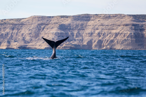 Ballena Franca Austral en las costas de Península Valdés, Puerto Madryn, Argentina.  