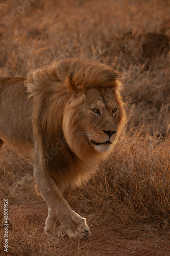 Headshot  portrait of Golden hour lion in Tanzania 