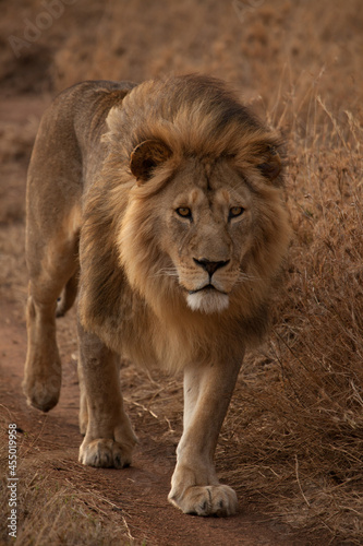 Male Lion on the prowl in the Serengeti