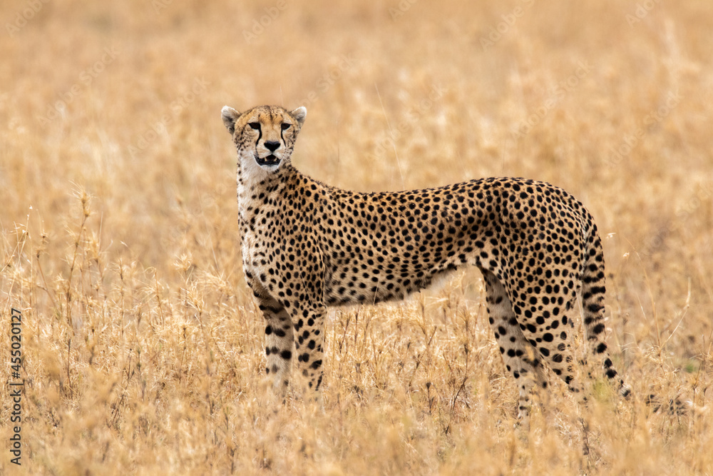 Fully body portrait cheetah near Seronera in Tanzania Fully body portrait cheetah near Seronera in Tanzania