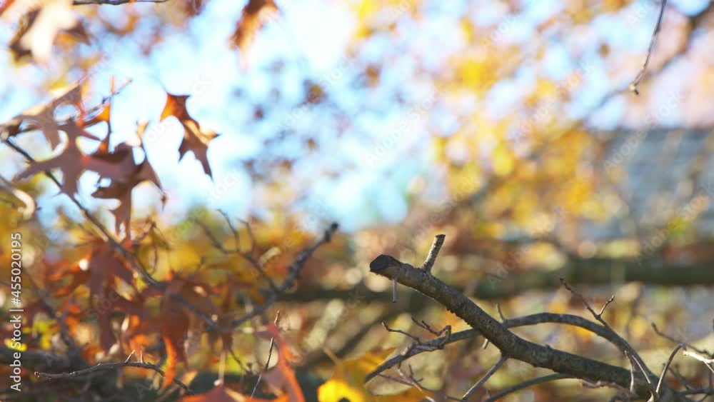 One single tufted titmice titmouse tit bird perched on oak tree branch in colorful autumn fall in Virginia with foliage in blurry background