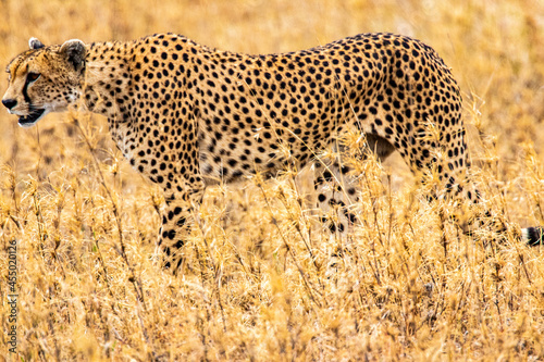 Hunting Cheetah near Seronera in Tanzania photo