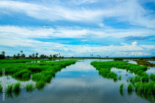Paddy field under a blue sky, Kerala backwaters photography during day time Kadamakkudy Kerala, Stripe of coconut trees between a cloudy sky and river.