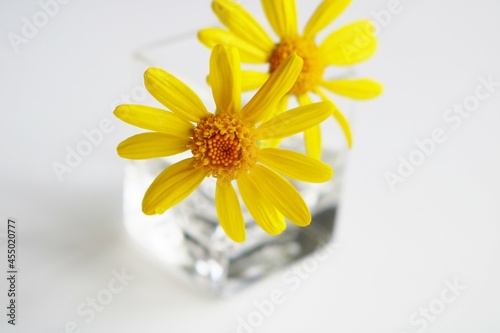 花　黄色いマーガレット　背景 © green7