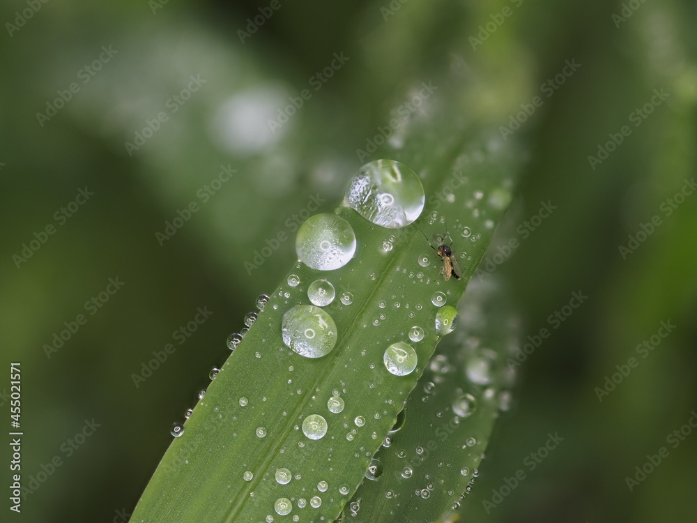 Tokyo,Japan - September 5, 2021: Raindrops on grass leaf in the morning
Tokyo,Japan - September 5, 2021: Raindrops on grass leaf in the morning